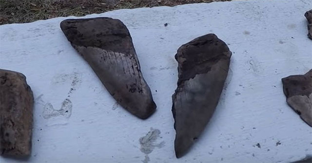 America: Discovered Megalodon shark teeth dominate the sea 3 million years ago