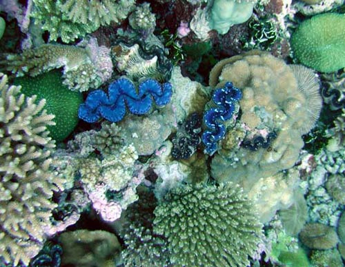 America established the world's largest marine reserve