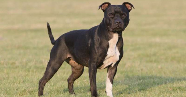 America: Fearsome reasons for pit bull dogs to kill and eat host meat