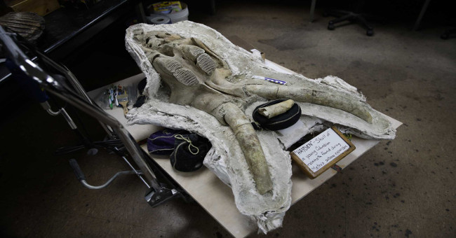 America: Finding fossil mammoth fossils