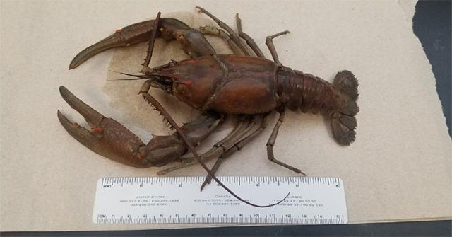 America: Found huge lobster land never seen