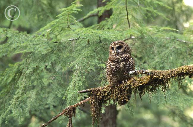 America intervenes in the war between two owls