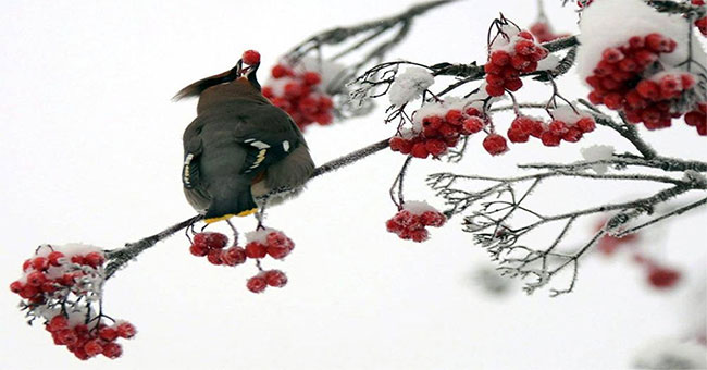 America is bewildered by ... drunken birds