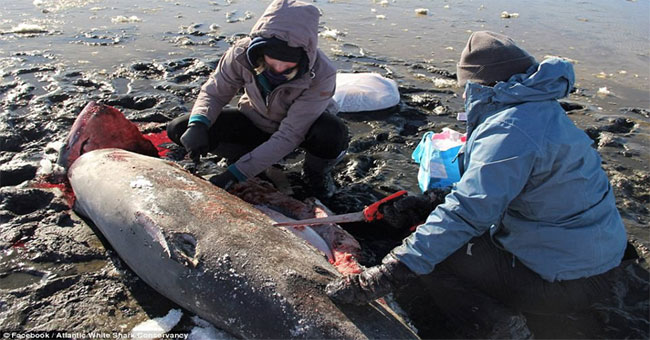 America is so cold that sharks have to freeze to death