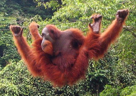 America reduced debt to save Indonesian forests