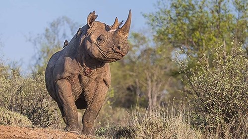 America successfully deciphered the black rhino genome