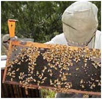 America: The cause of the mass loss of bees by viruses