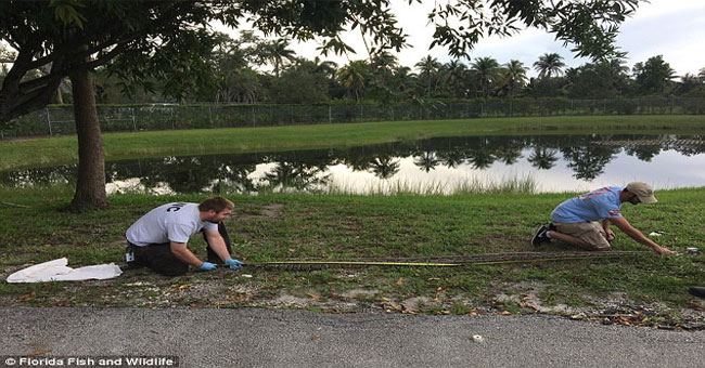 America: Unexpectedly found python