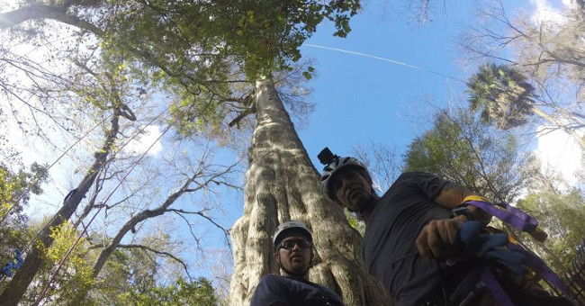 America will recreate giant giant trees