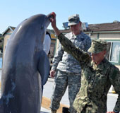 America will replace dolphin detectors with robots