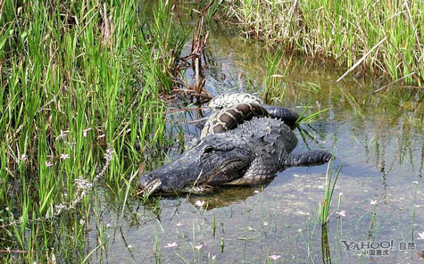American crocodile 'great war' python Burma