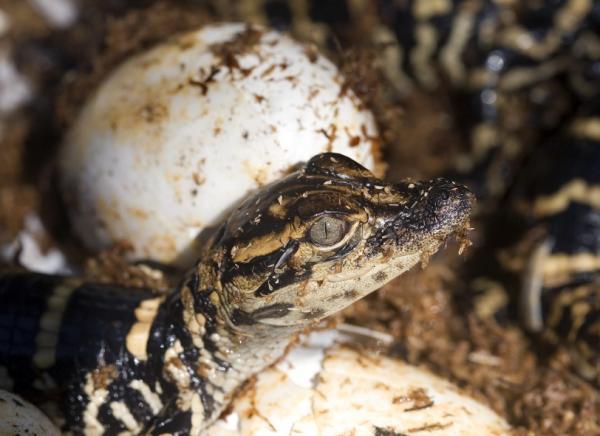 American crocodiles hold the mystery of dinosaur life