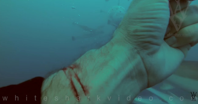 American divers cut their hands in front of sharks to see if they were torn