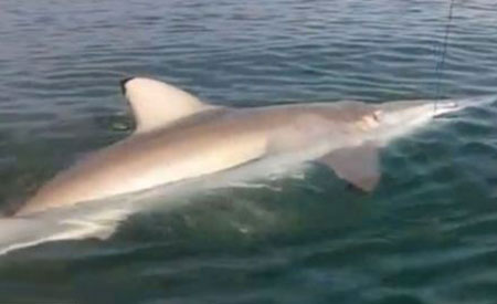 American father and son catch shark