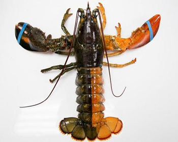 American fishermen catch extremely rare two-color lobsters