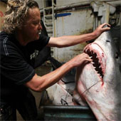 American fishermen caught 600kg sharks