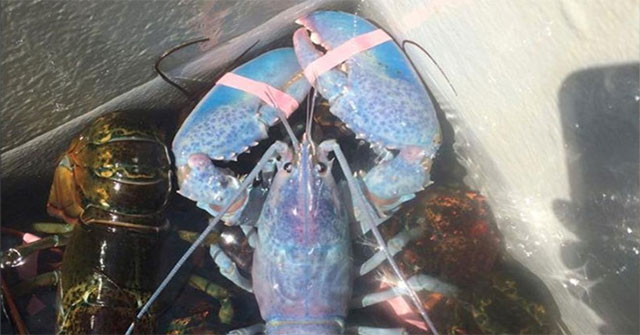 American fishermen caught super rare cotton candy lobsters