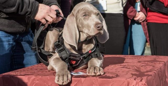 American Museum recruited dogs to catch pests