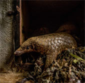 American newspapers call for protection of pangolin in Vietnam