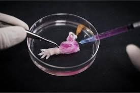 American scientists figured out how to recreate the dead man's arms and legs