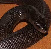 American soldiers in the Middle East were terrified of poisonous snakes and scorpions
