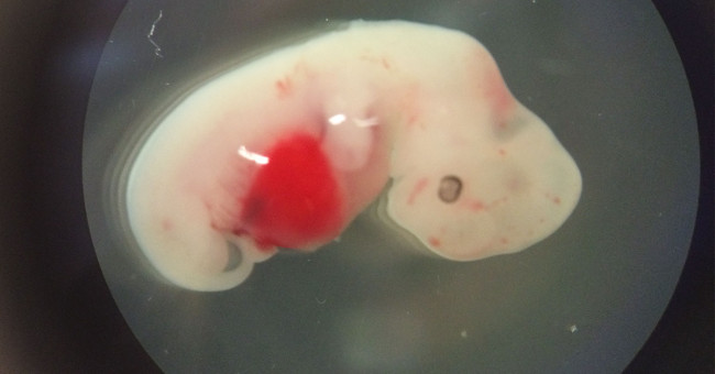 American successfully created embryo hybrid sheep - human