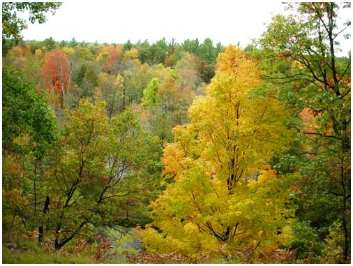 American trees die faster because of climate