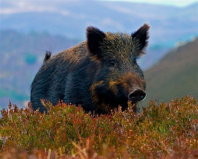 American wild boar 'invades' Mexico