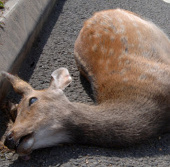 Americans can eat meat if animals are killed by vehicles