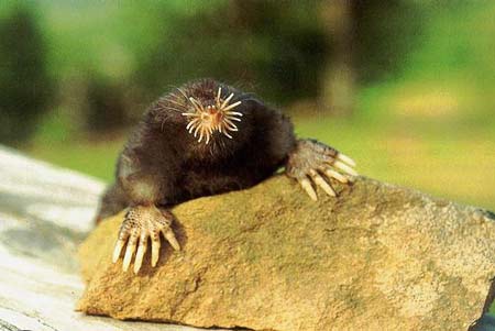 Amphibians can sniff underwater