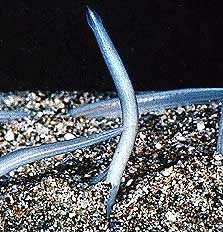 Amphioxus - Amphioxus