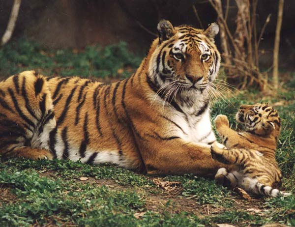 Amur the Tiger has escaped extinction