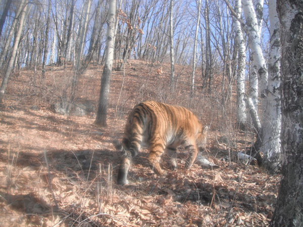 Amur's tiger reappeared in China