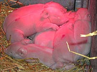 An additional 14 cloned pigs