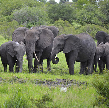 An additional 26 African elephants were poisoned with cyanide