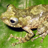 An additional species of tree frog was discovered in Vietnam