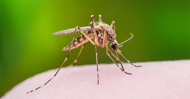 An additional virus is transmitted to humans by mosquitoes