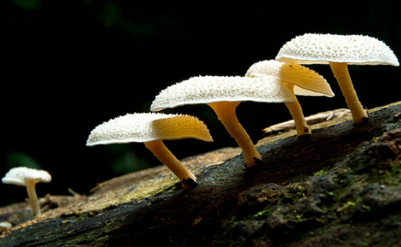 An Amazon mushroom can be used for plastic recycling