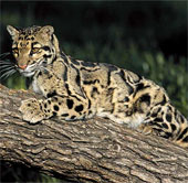 An Asian species subspecies 'extinct'