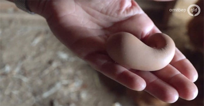 An exotic chicken egg, the shape is no different ... feces