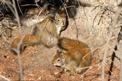 An explanation of indiscriminate mating of female foxes
