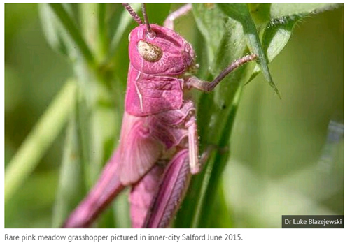 An Extremely Rare Pink Grasshopper Appeared