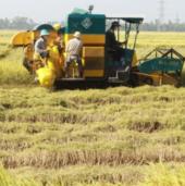 An Giang applies remote sensing images to rice production