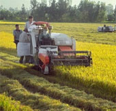An Giang creates rice varieties that are flood-resistant and drought-resistant