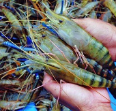 An Giang successfully produces giant freshwater shrimp