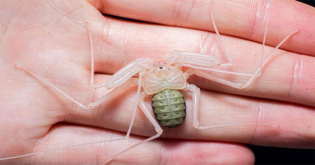 An hour cracked his molting spider leg