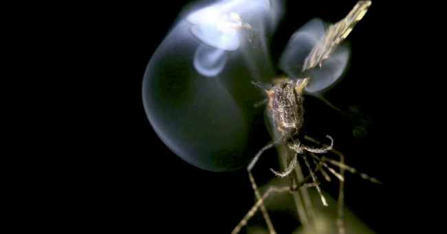 An insect-killing laser system causes damage at a glance
