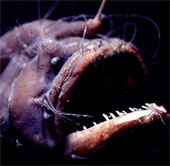 An odd type of reproduction of the Anglerfish demon