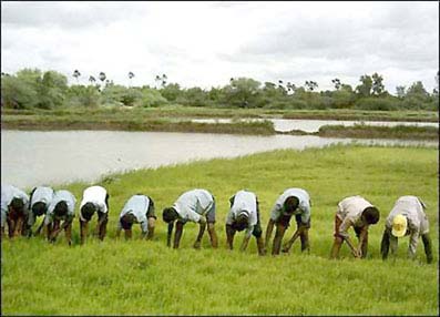 An organic agriculture can help the world fight poverty