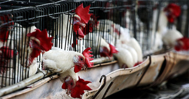 An outbreak of H5N6 avian influenza broke out in China